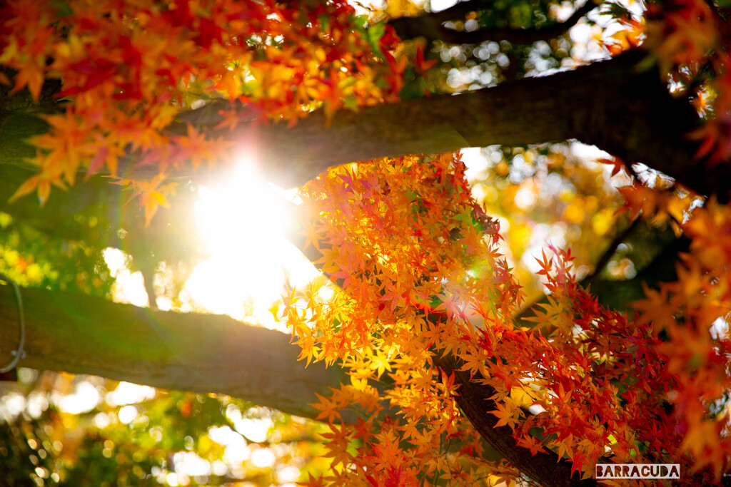 昭和記念公園⑧