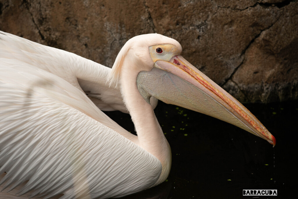 金沢動物園20200621③