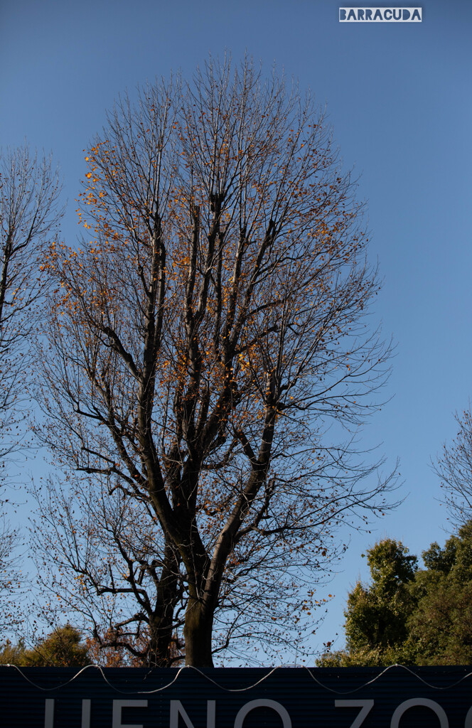 上野公園散策（第一弾）⑥