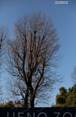 上野公園散策（第一弾）⑥