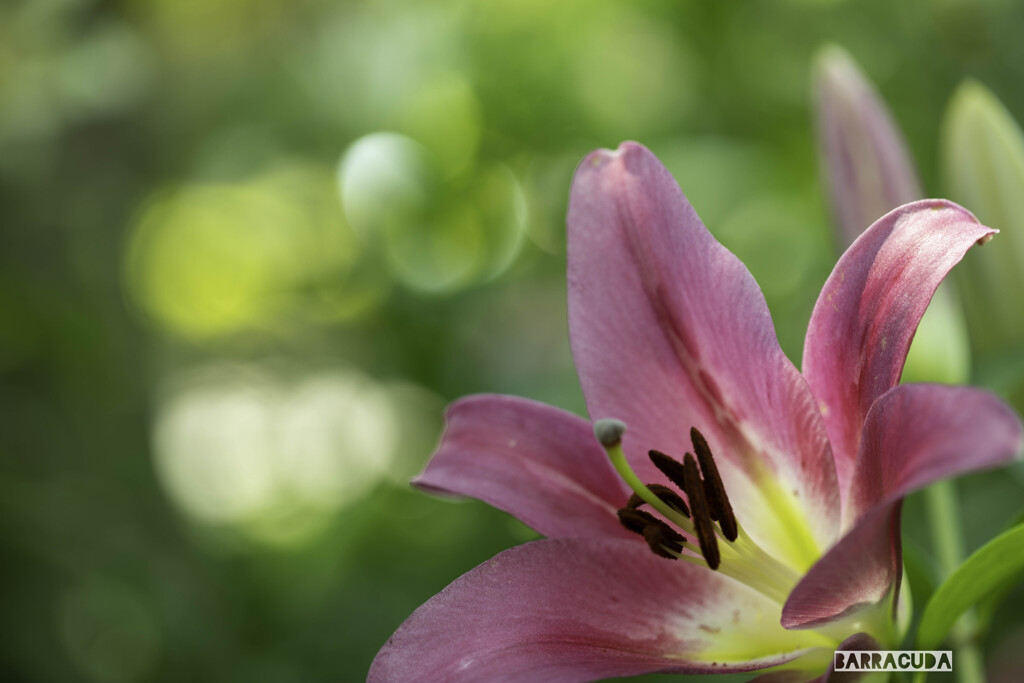 日比谷公園ユリの花観察日記①