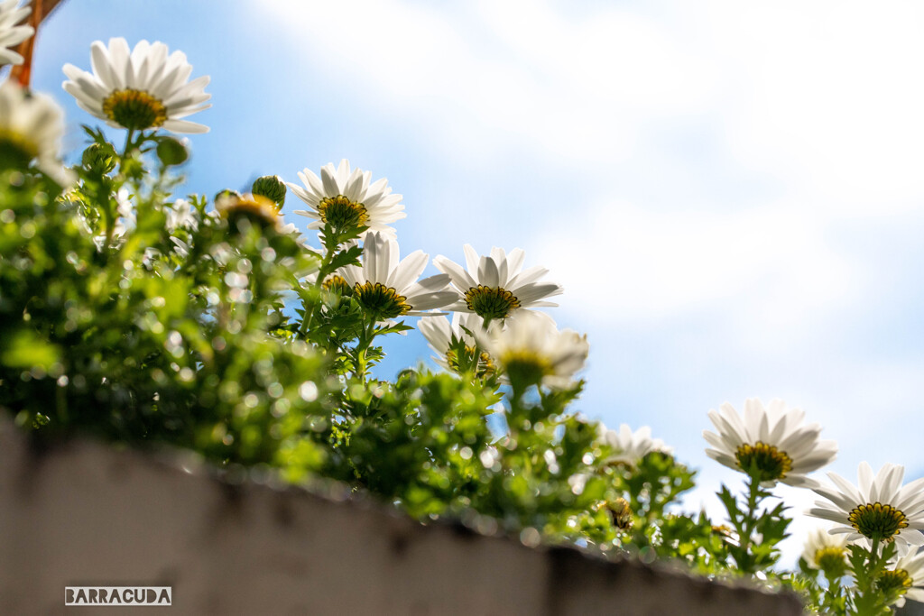 山下公園・港の見える丘公園の花シリーズ⑥