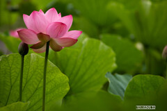 早朝観蓮（れん）会①