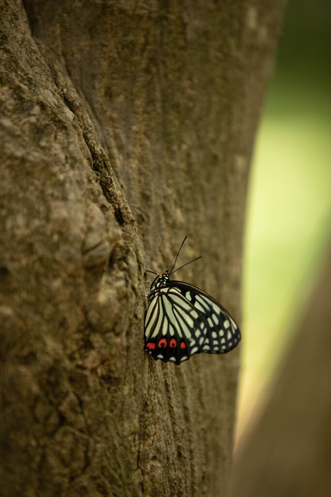 アカボシゴマダラ