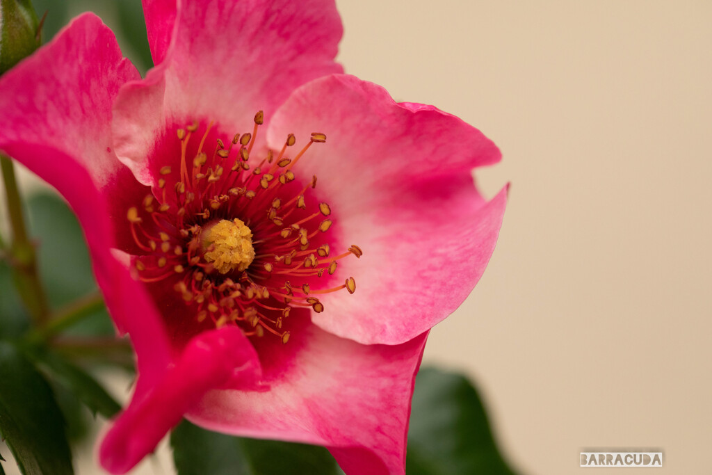 5月の薔薇⑫