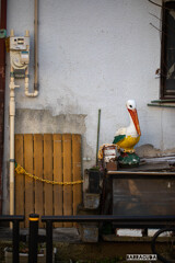 鎖につながれたペリカン