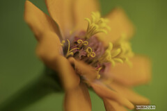 舎人(とねり)公園④