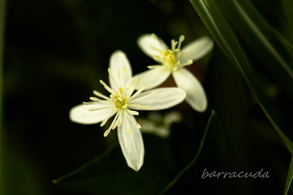舞岡公園シリーズ