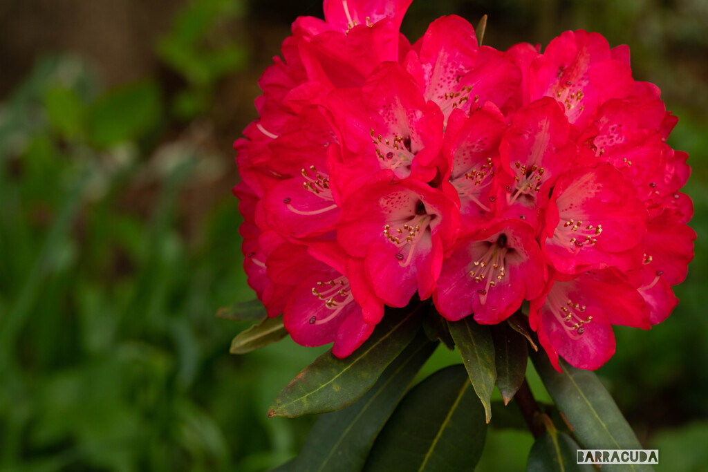 日比谷公園へ③