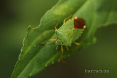 無視できない虫　番外編②
