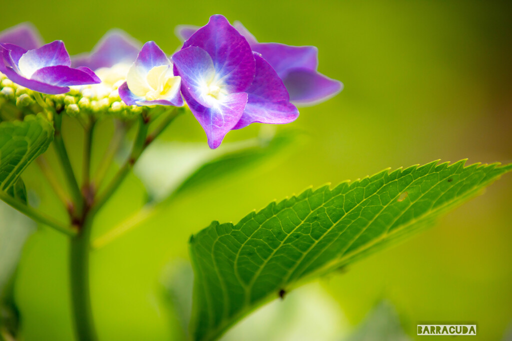 紫陽花８態②