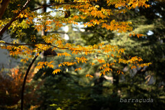 駒沢公園散策【後半】④