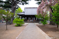 上野公園にて②