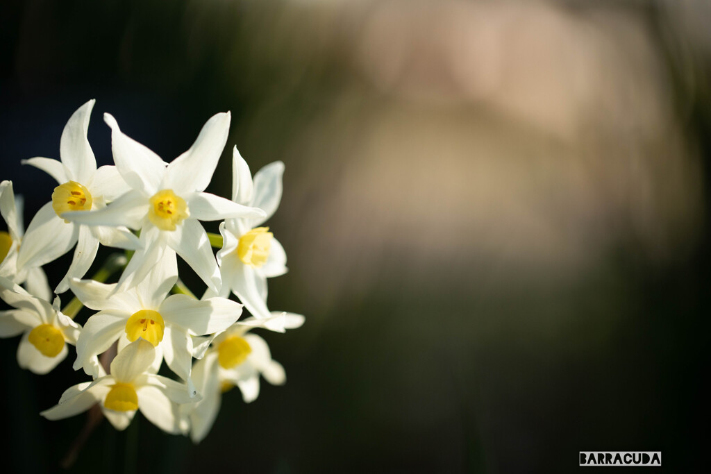 陽ざしを浴びる水仙