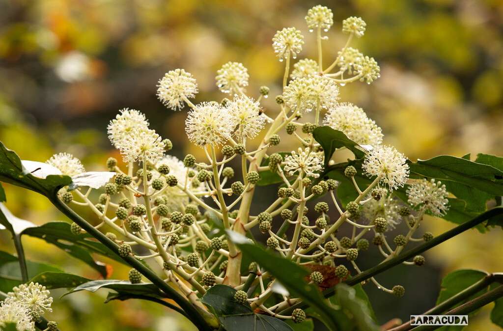 舞岡の秋の仲間①
