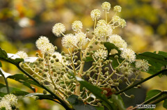 舞岡の秋の仲間①