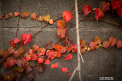 コンクリートと紅葉②