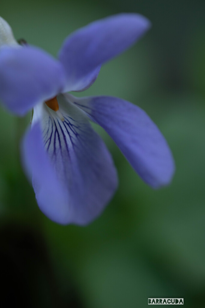 舞岡の名も知らない草花④