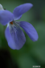 舞岡の名も知らない草花④