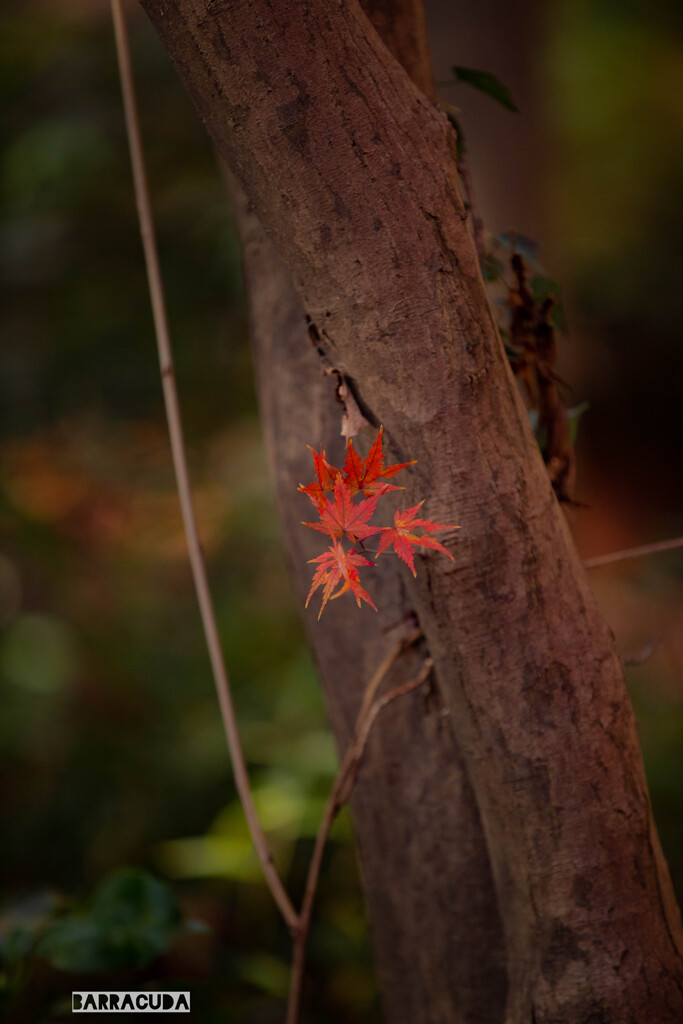 こども植物園の紅葉⑥