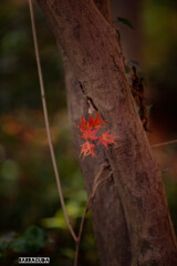 こども植物園の紅葉⑥