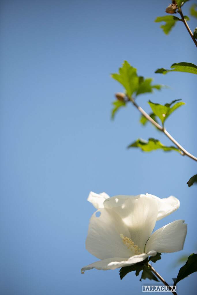 しんばやし公園⑥　青空と白い花