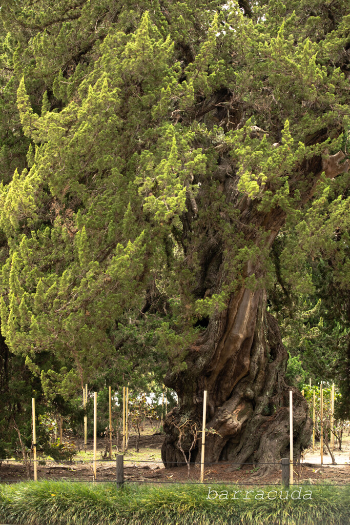 鎌倉・浄智寺、建長寺