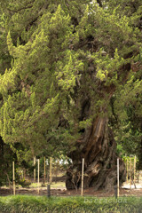 鎌倉・浄智寺、建長寺