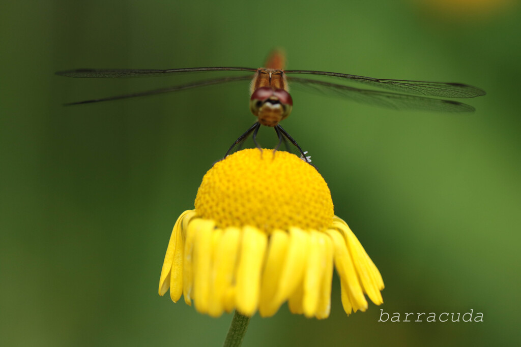 無視できない虫シリーズ③