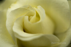 港が見える丘公園⑥