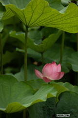 不忍の蓮⑨