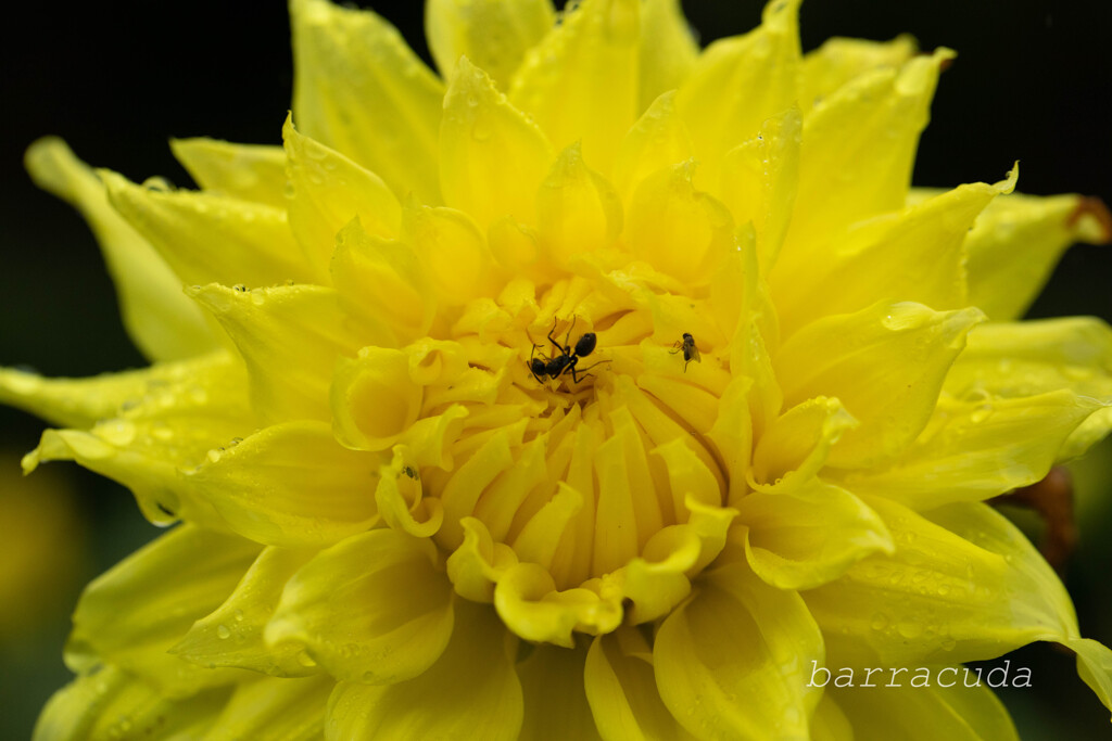 クローズアップ・ダリア①