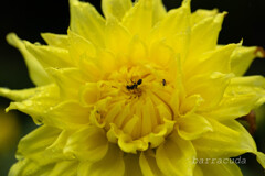 クローズアップ・ダリア①