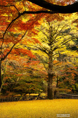 出雲旅行（紅葉編）①