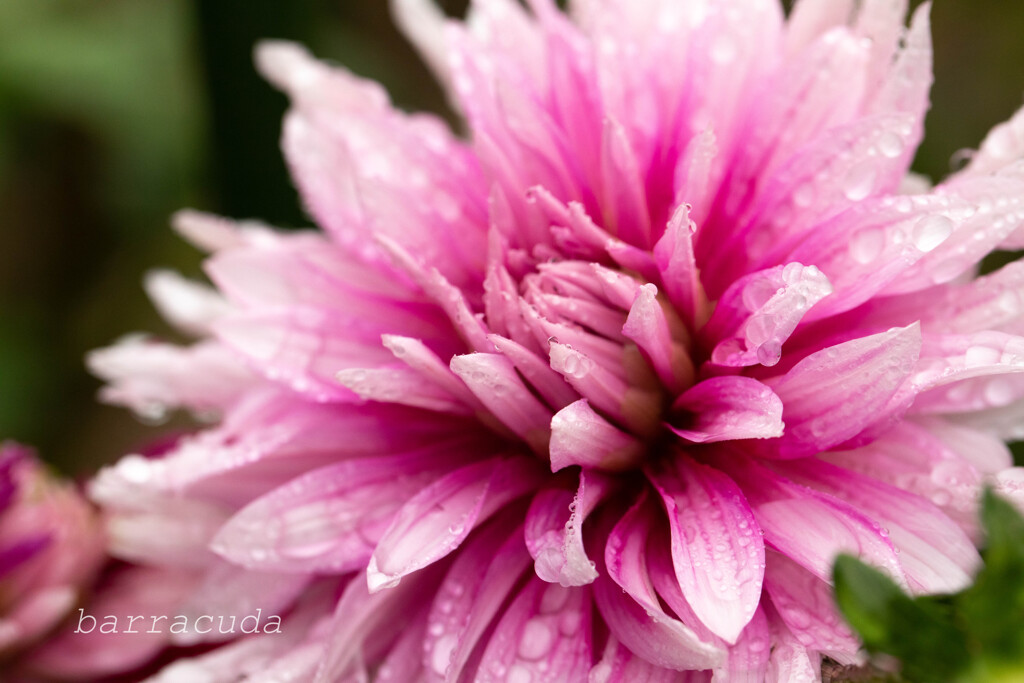 町田ダリア園シリーズ⑦