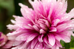 町田ダリア園シリーズ⑦