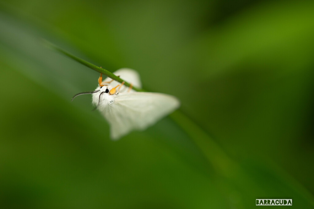 キアシドクガ三態④