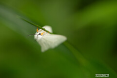 キアシドクガ三態④