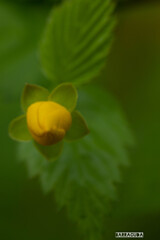 山吹シリーズ③