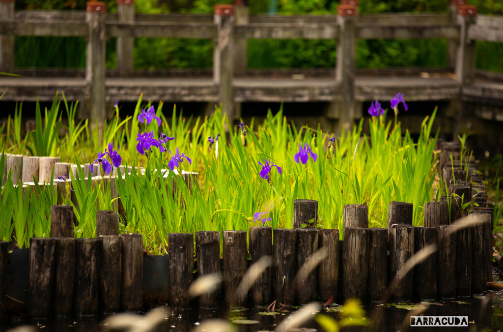 荒川のカキツバタ　