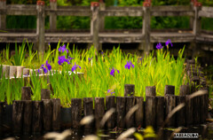 荒川のカキツバタ　