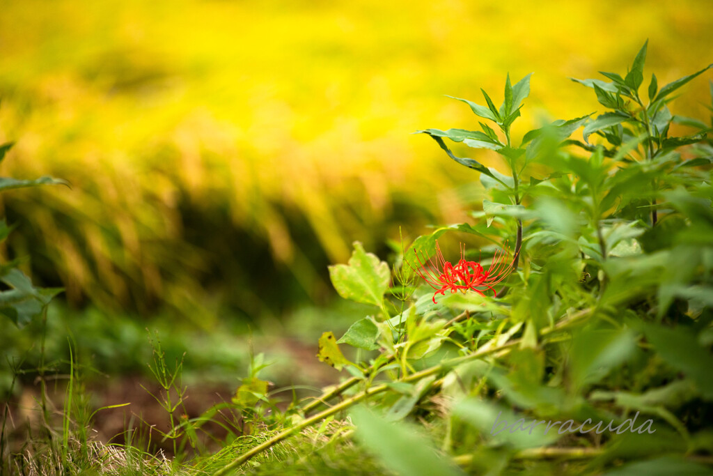 舞岡公園シリーズ