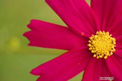 里山ガーデン②