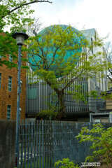 上野公園にて④