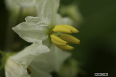 舎人(とねり)公園⑧