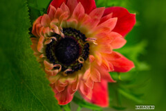 日比谷公園へ②