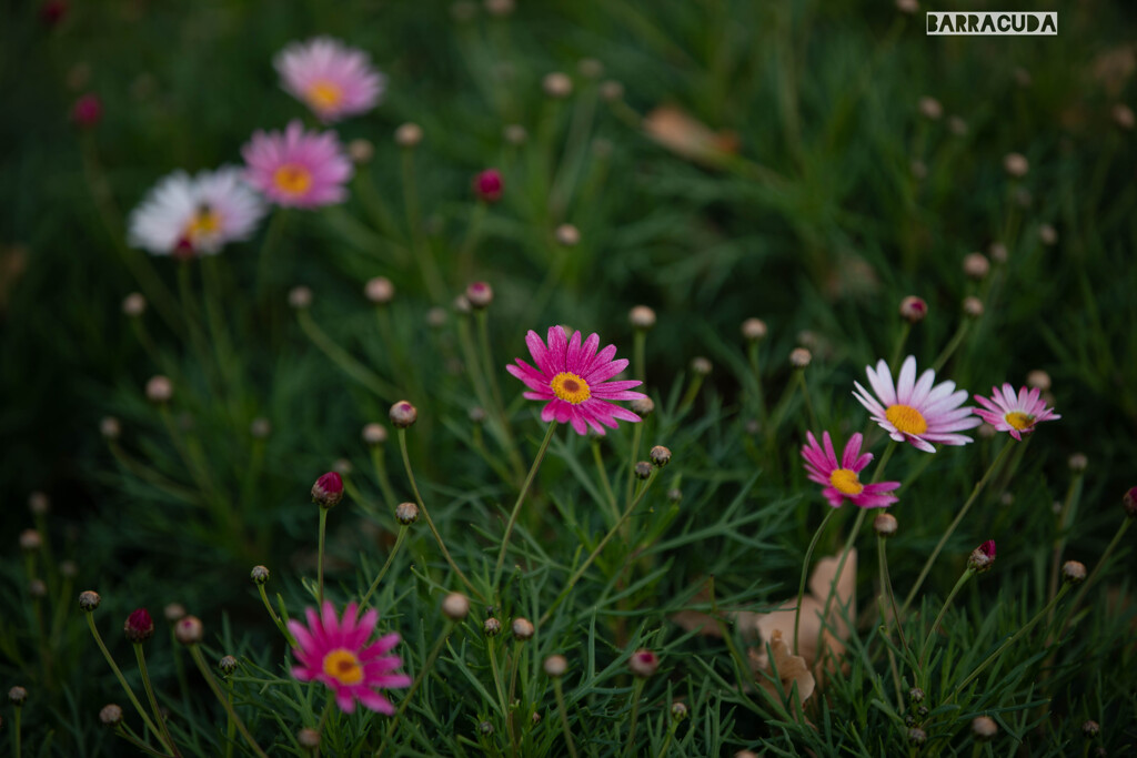 日本大通り花壇の花
