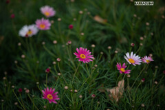 日本大通り花壇の花