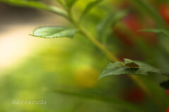 無視できない虫　番外編①