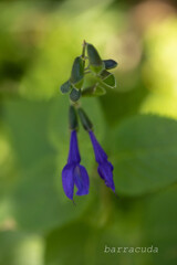 本牧山頂公園シリーズ